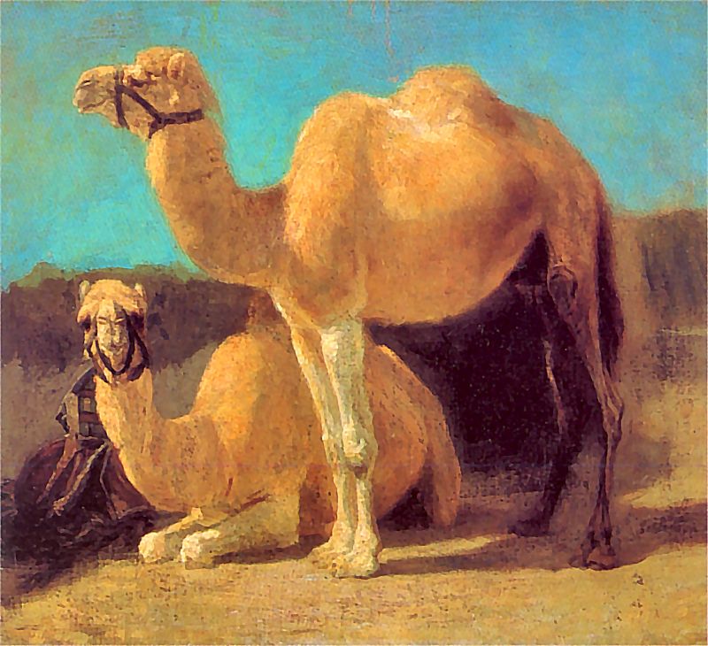Henryk Rodakowski (1823-1894), „Dwa wielbłądy. Studium do ‘Bitwy pod Chocimiem’”, 1853-1854, źródło: Muzeum Narodowe w Krakowie