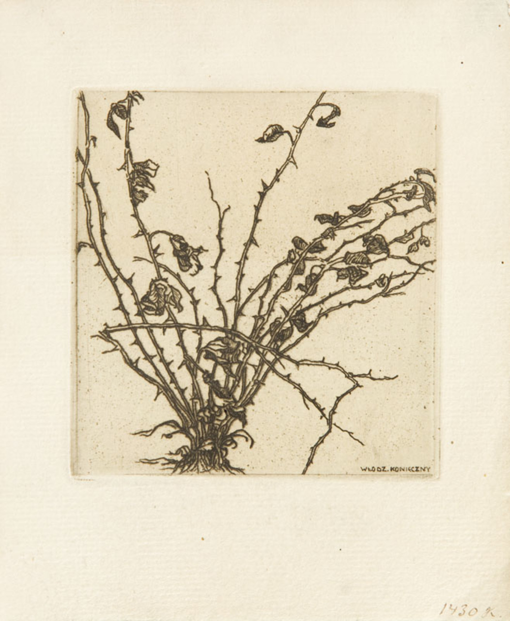 Włodzimierz Konieczny (1886-1916), "Krzak róży", 1909 rok, akwaforta, ilustracja do książki Stefana Żeromskiego